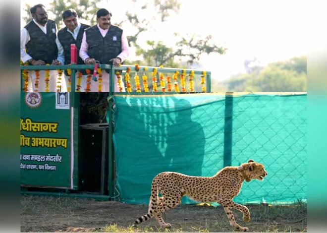 मुख्यमंत्री डॉ. यादव ने गांधी सागर अभयारण्य में छोड़ी मादा चीता राधा